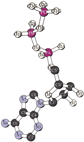 Adenosin-5'-Triphosphorsäure