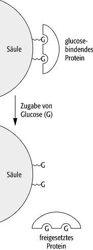 Affinitätschromatographie