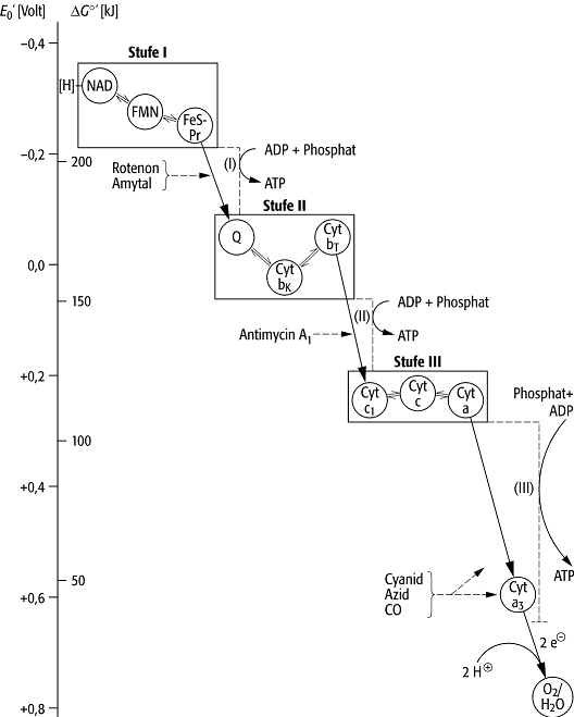 Atmungskette