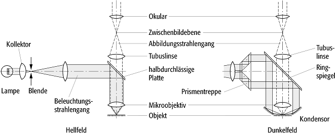 Auflichtmikroskopie