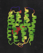 Bakteriorhodopsin