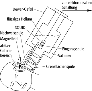 Biomagnetismus