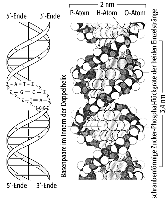 DNS