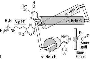 Hämoglobin