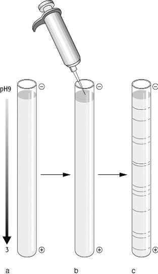 isoelektrische Fokussierung