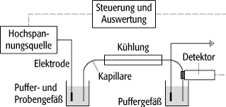 Kapillarelektrophorese