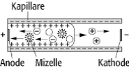 Kapillarelektrophorese