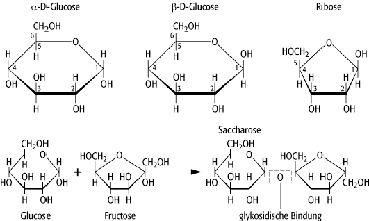 Kohlenhydrate