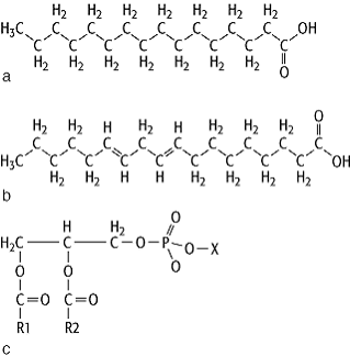 Lipide