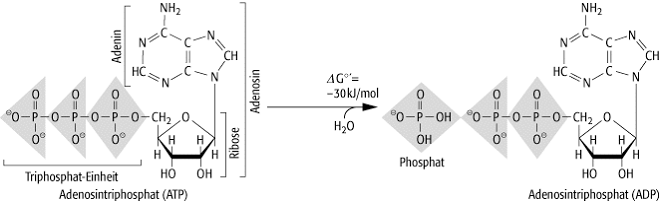 Mechanochemie kontraktiler Moleküle