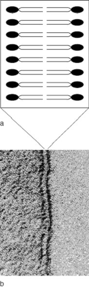 Membranen, biologische