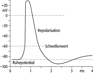 Membranpotential