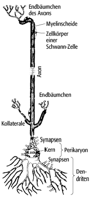 Neuron