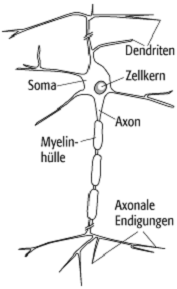 Neuronale Netze