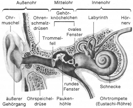 Ohr