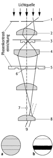 Phasenkontrastmikroskopie