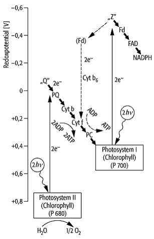 Photosynthese