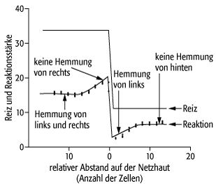 Prinzip der lateralen Inhibition