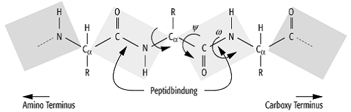 Proteine