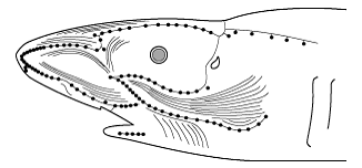 Sinnesleistungen von Lebewesen