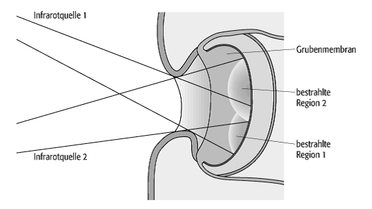 Sinnesleistungen von Lebewesen