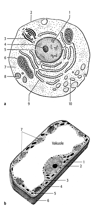 Zelle